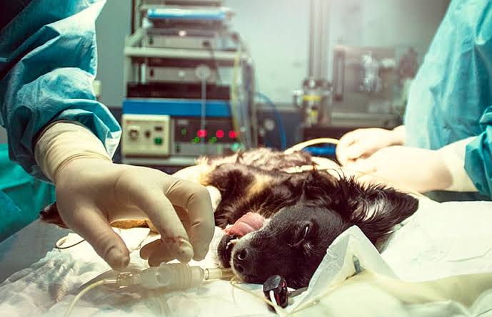  Arrestan enfermera por realizar procedimientos quirúrgicos en mascotas sin licencia