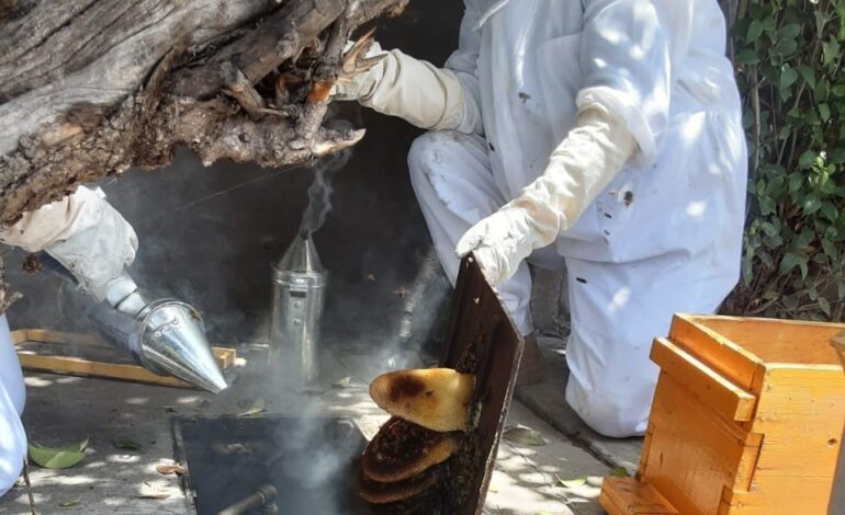  Reubican Guardianes Ecológicos a más de 5 mil abejas