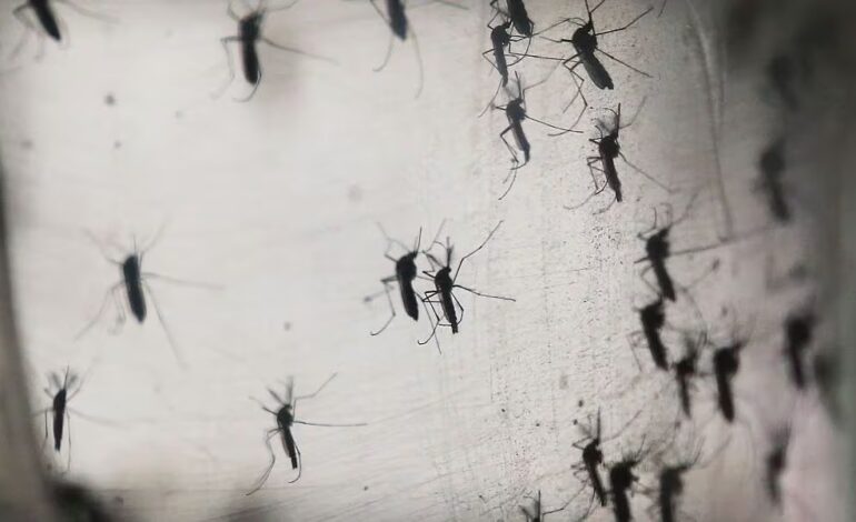  Brasil supera un millón de casos de dengue