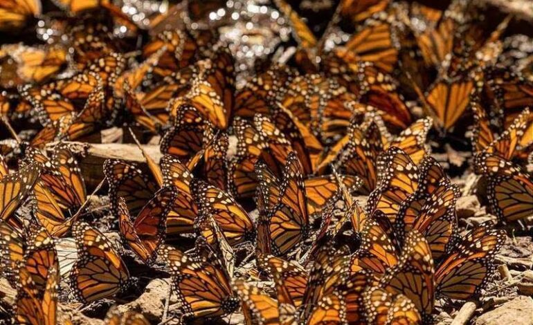  Disminuye 59.3% presencia de mariposa monarca en bosques de México