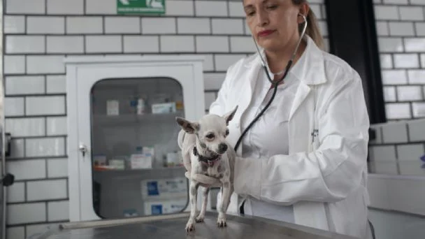  Buscan que servicios veterinarios de mascotas sean deducibles de impuestos