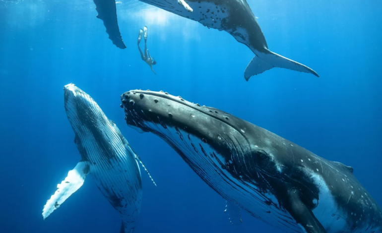  ¿Cómo cantan las ballenas bajo el agua sin ahogarse?