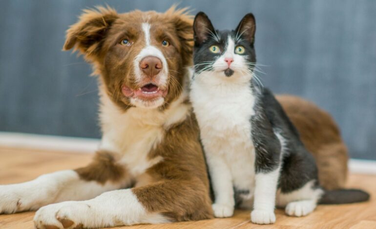  Perros o gatos, ¿Quiénes son más leales?