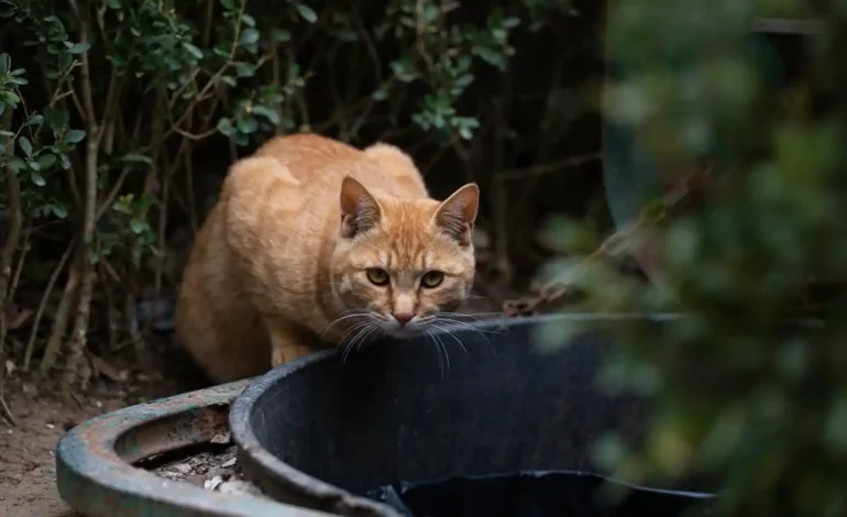  Estados Unidos confirma un caso de peste bubónica: sospechan que un gato provocó el contagio