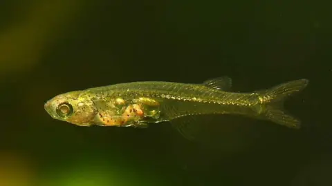  Un pez diminuto es capaz de emitir sonidos tan fuertes como un petardo