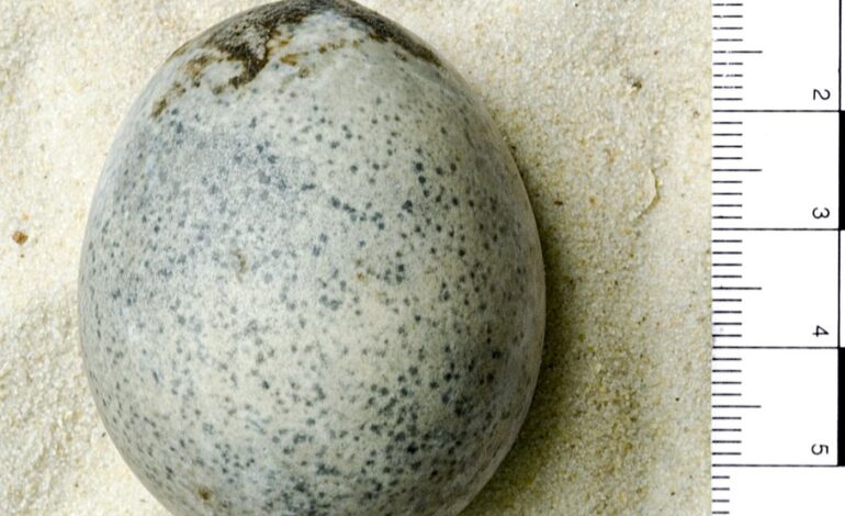  Encuentran un huevo de 1,700 años de antigüedad que aún conserva la yema y clara