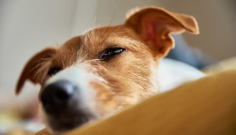  Los sonidos que más molestan a los perros, según experta