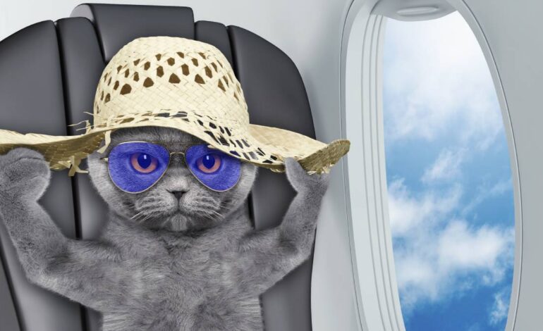 Esta aerolínea ofrece que tu mascota viaje contigo sin costo alguno