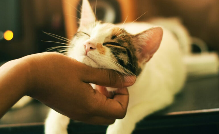  El gesto con el que los gatos demuestran afecto a sus dueños