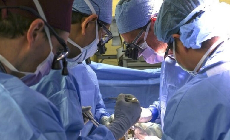  Trasplantan un riñón de cerdo a un paciente vivo por primera vez en la historia