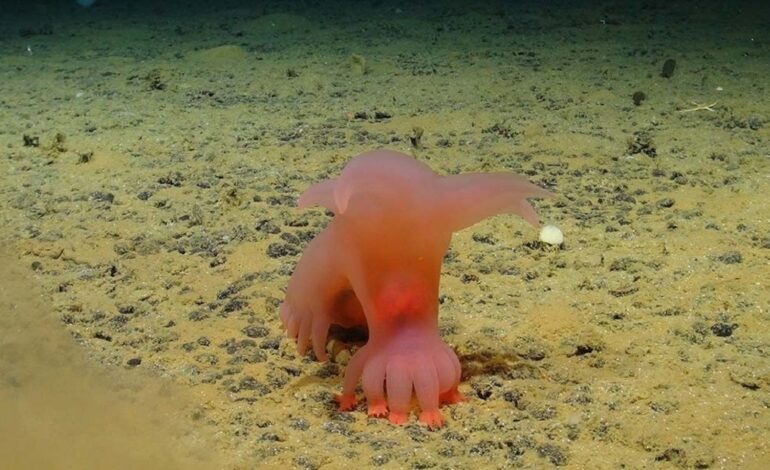  ‘Cerdo Barbie’ y ‘Unicumber’… descubren nuevas especies en las profundidades del Pacífico