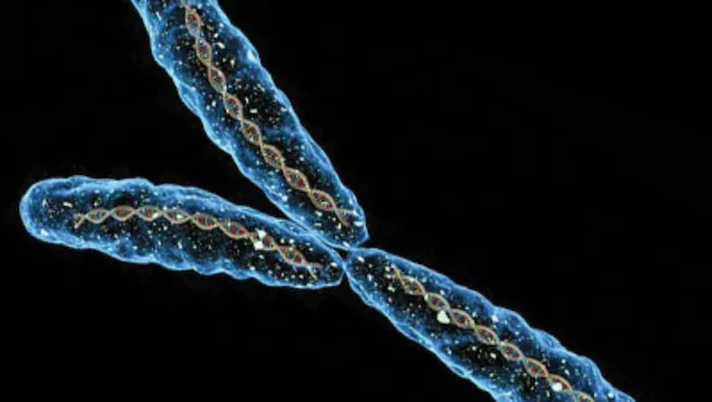  ¿La cura contra el cáncer? Crean cromosomas humanos artificiales para combatir la enfermedad