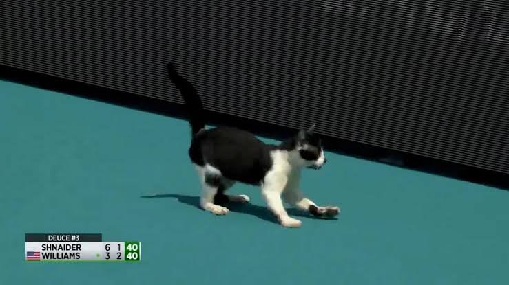 Un gato interrumpe un partido de tenis y se roba el espectáculo 
