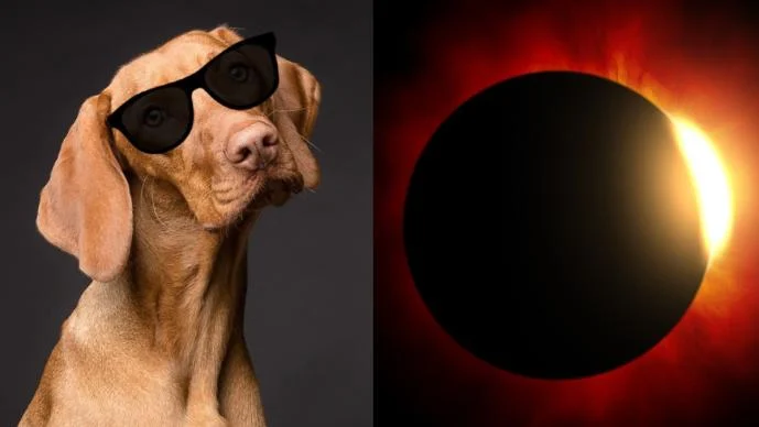  Cómo cuidar a mis mascotas durante el eclipse solar este lunes 8 de abril