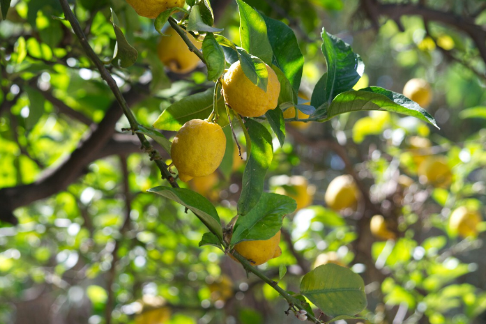  De la fiebre a la crisis del limón: por qué en España hay 400 millones de kilos de fruta que nadie quiere recoger