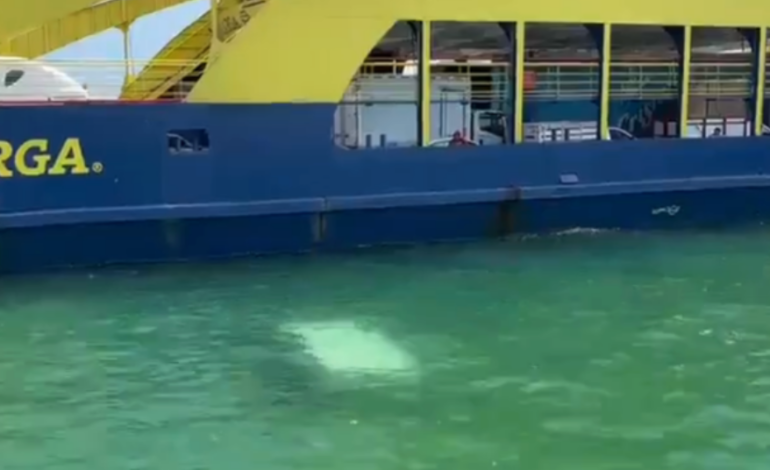  Camioneta de paquetería cae al agua en ferry de Isla Mujeres 