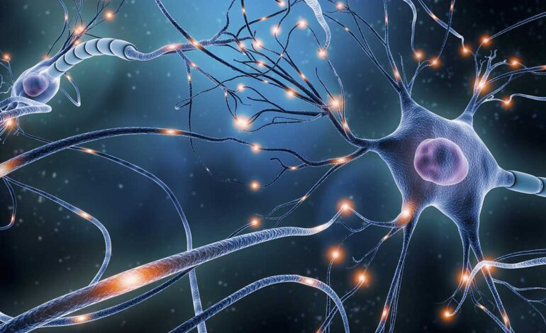  Científicos determinan el mecanismo neuronal que permite aprender y olvidar