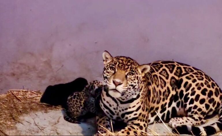  Nacen 3 cachorros de jaguar en Zoológico de Chapultepec