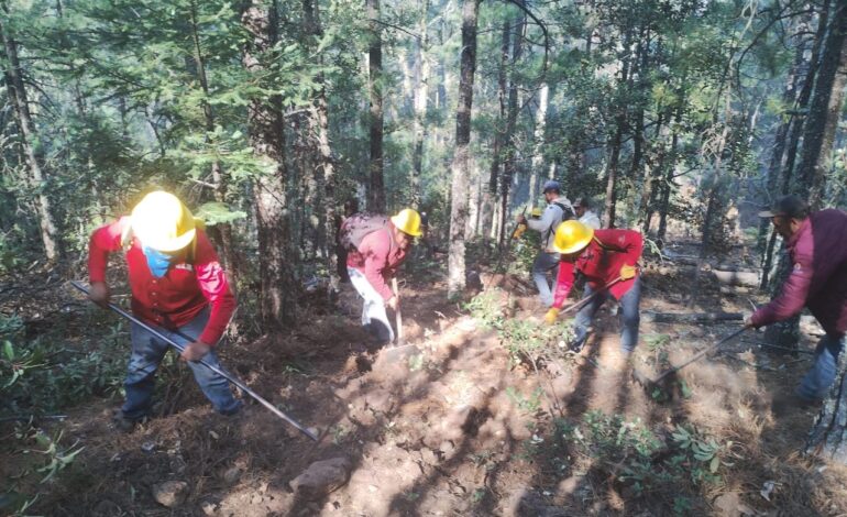  Atienden brigadistas incendio forestal en Temósachic