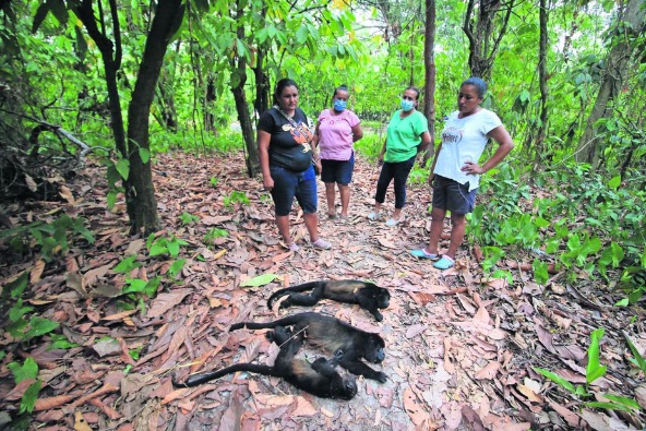  Mueren al menos 10 monos aulladores por calor intenso en Tabasco