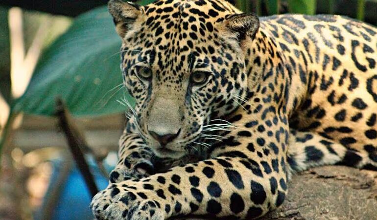  Costa Rica es el primer país del mundo en cerrar sus zoológicos públicos