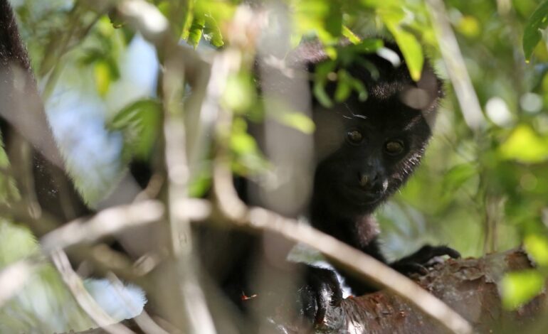  Confirma el gobierno de México la muerte de 157 primates en Tabasco y Chiapas