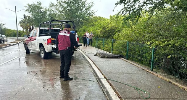  Video: Captan a cocodrilo cruzando la calle en Tampico, tras las intensas lluvias de la tormenta tropical Alberto