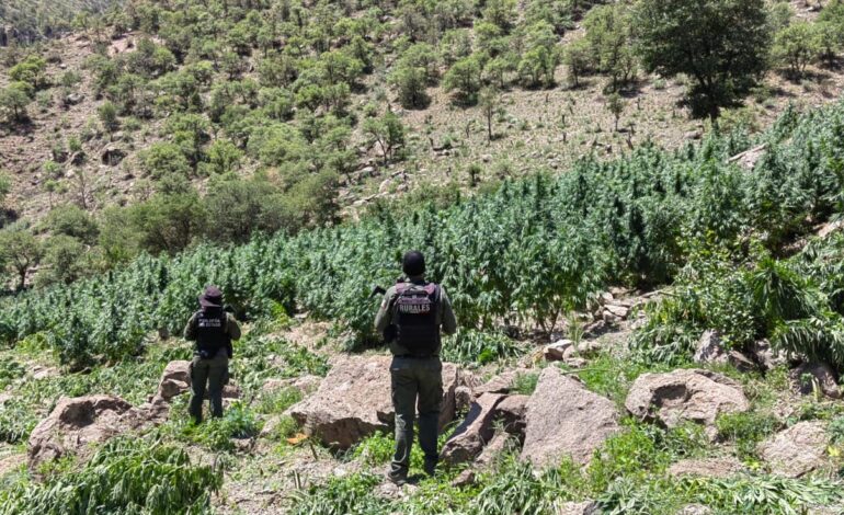  Destruye Policía del Estado más de 300 mil plantas de presunta marihuana en la localidad de El Potrero