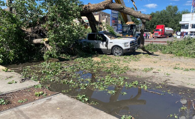  Cae árbol de 90 años por lluvias en Álvaro Obregón