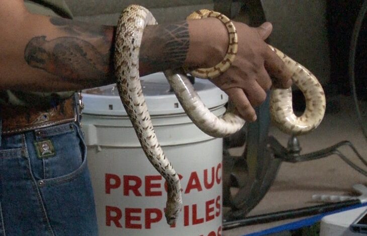  Expertos de RedTox impartieron taller de manejo de serpientes y atención por parte de primeros respondientes