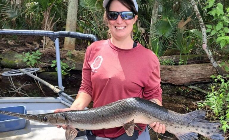  Hallan un pez ‘jorobado’ en manantiales de Florida