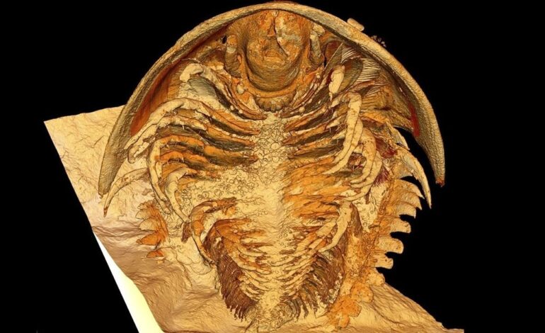  Hallan fósiles de criaturas ‘selladas’ en ceniza volcánica