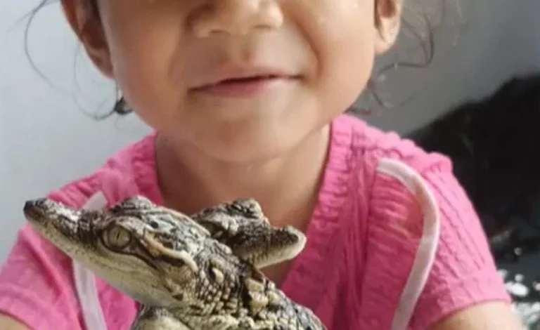  Se viraliza video de una niña de 4 años jugando con crías de cocodrilo