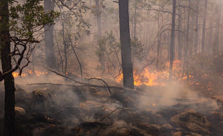 Exhorta Gobierno del Estado a la población a evitar incendios forestales