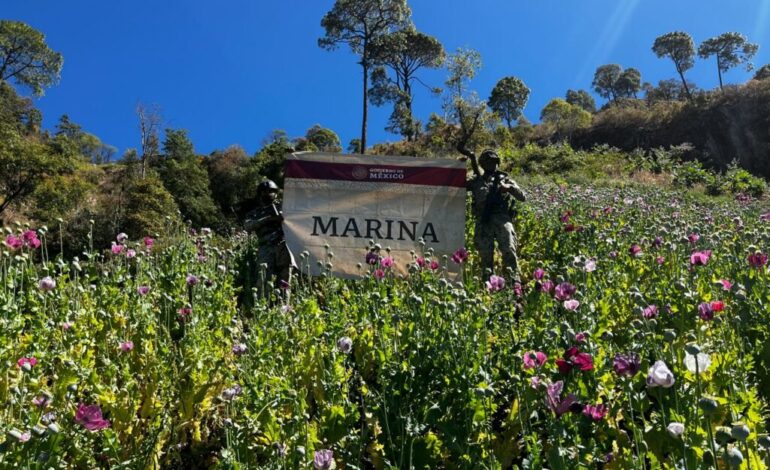  Marina destruye 35 plantíos de amapola en Nayarit