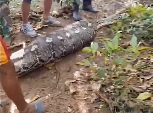  Enorme pitón devora a un granjero en Indonesia