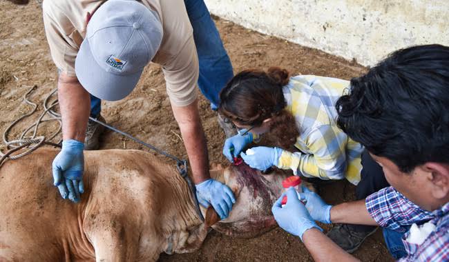  Secretaría de Salud confirma 31 casos de miasis en humanos por gusano barrenador