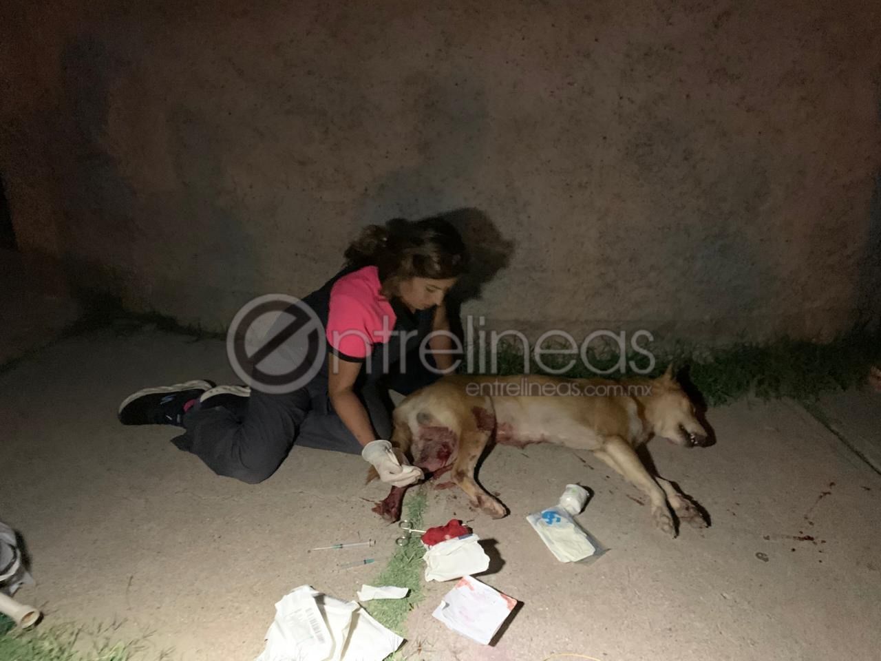 Sujeto en estado de intoxicación balea a un perro y amenaza a menores en la colonia Sierra Azul