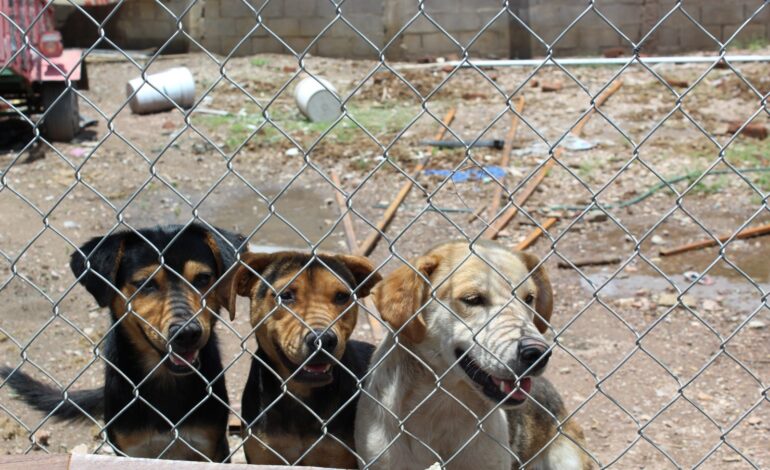  Atiende Municipio denuncias de maltrato, omisión de cuidados y rescate a través de la nueva Unidad de Investigación de Delitos Contra Animales