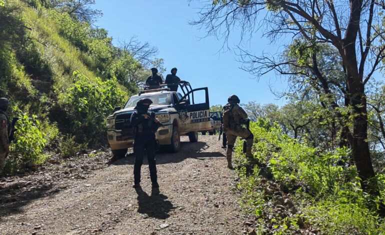  Destruye SSPE plantío de marihuana y neutraliza artefactos explosivos en el municipio de Moris
