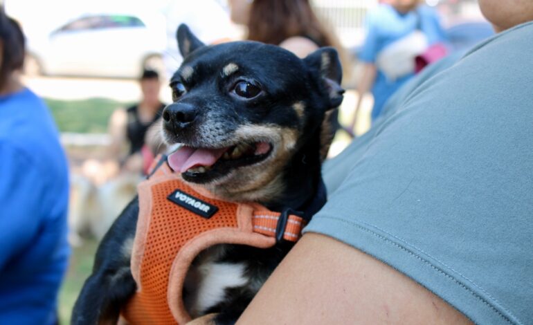 Micro, un perrito protegido gracias a los servicios para mascotas que ofrece Municipio
