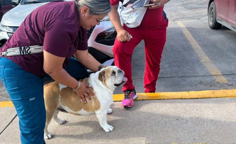  Policías Municipales ayudan a reunir a una perrita de apoyo emocional con su familia