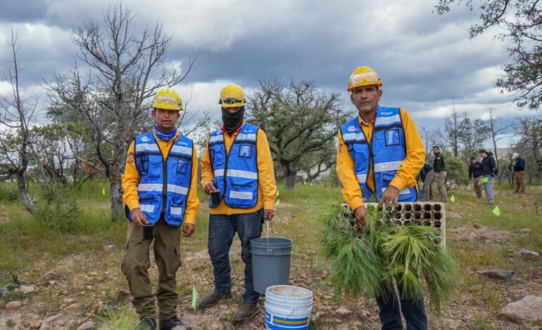  Plantan más de 4 mil árboles en el Parque Nacional Cumbres de Majalca durante jornada de reforestación masiva