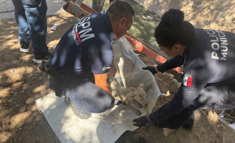  Policías municipales de Juárez rescatan a un perro atrapado en canal de aguas negras