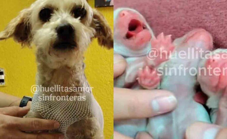  Muere otro cachorrito de Cereza, la perrita sobreviviente de la explosión de pipa