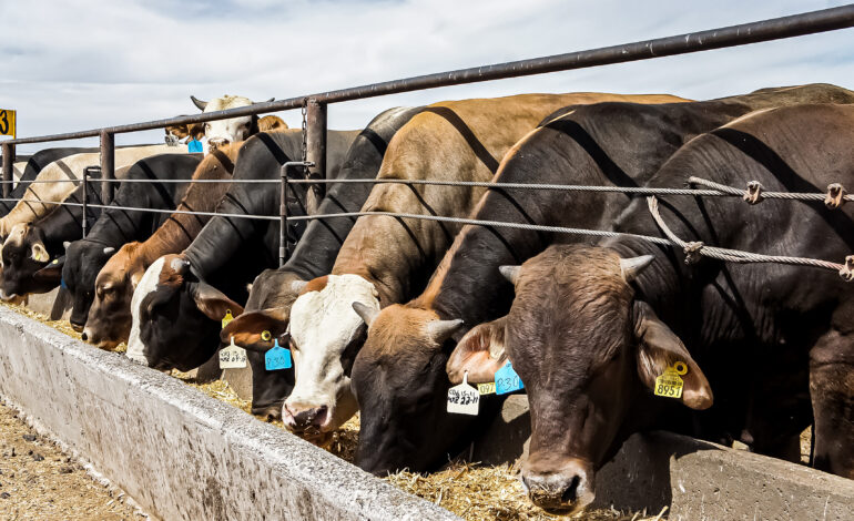  Sector cárnico mexicano critica exigencia de ivermectina contra gusano barrenador