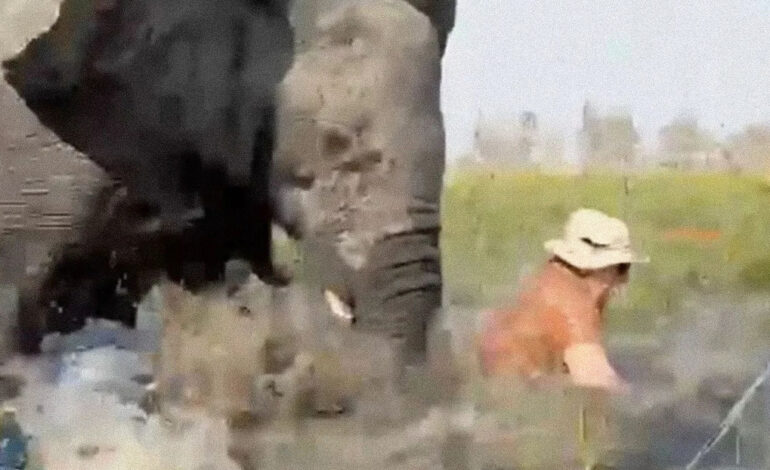  Captan cómo un elefante embiste una canoa con turistas en Botsuana