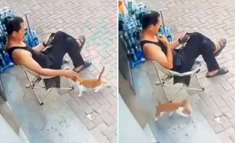 Gatito callejero se gana la confianza de un vendedor de croquetas… para luego entrar a la tienda y “robarle”
