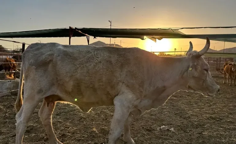 Incremento en importación de carne bovina de Brasil afecta a ganaderos locales; necesario regularla: Memo Ramírez