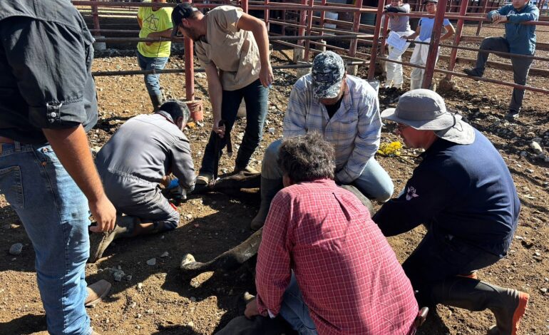 Atiende SADER de manera inmediata un caso de gusano barrenador del ganado en Nuevo León